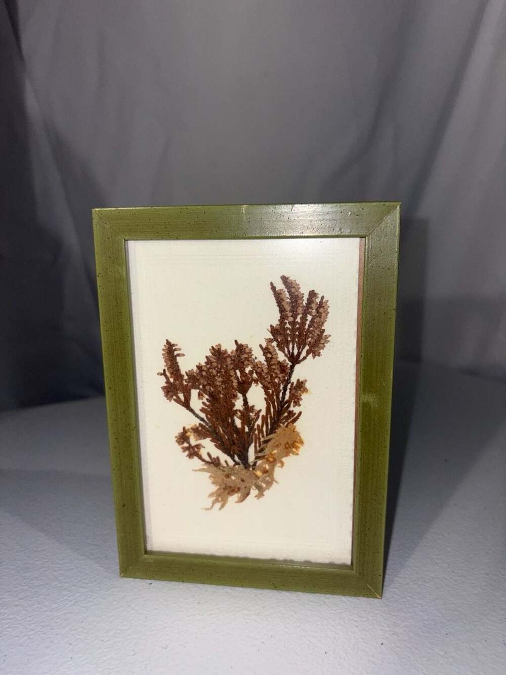 Vintage Framed Scottish Heather Dried Flower Specimen Art 1977